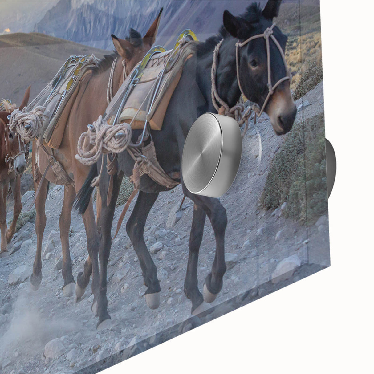 Close-up view of a vibrant acrylic glass wall art piece featuring a donkey design, showcasing intricate details and colors, ideal for animal lovers and home decor enthusiasts.