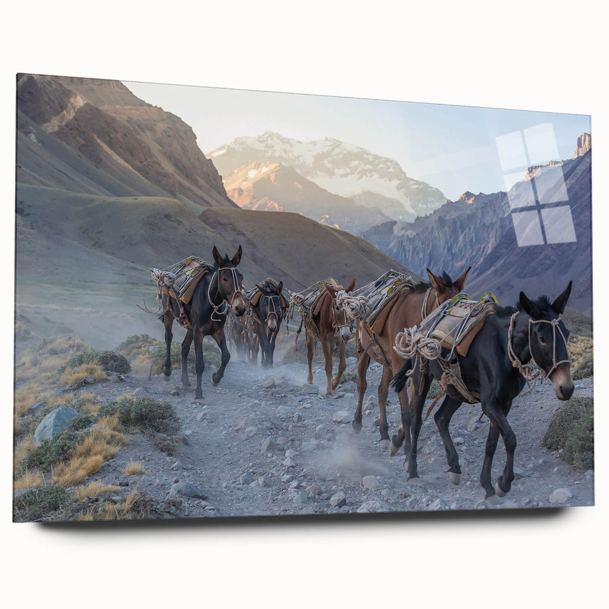 Acrylic glass wall art featuring a side view of a donkey design, showcasing detailed textures and vibrant colors, perfect for animal lovers and home decor enthusiasts.