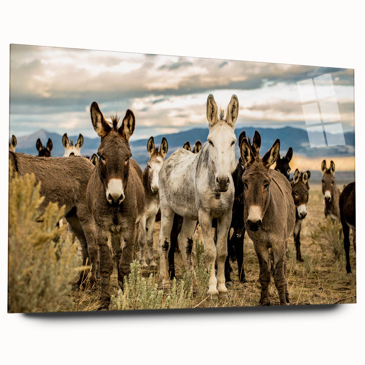 Side view of a donkey wall art design printed on acrylic glass, showcasing vibrant colors and intricate details, ideal for home decor and animal lovers.
