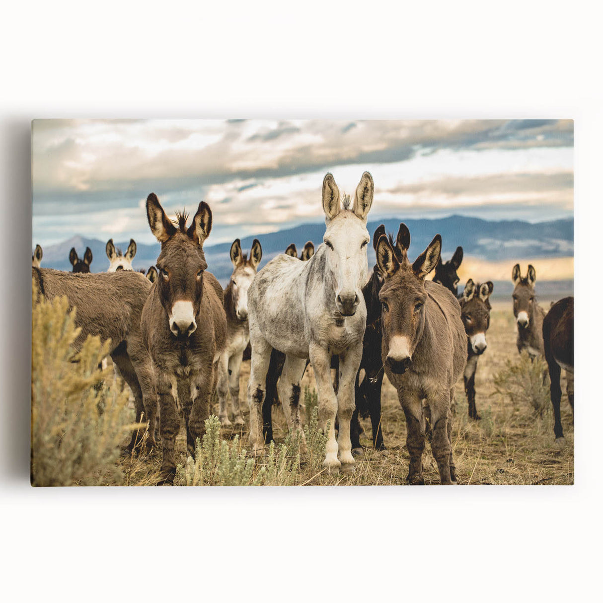 Stretched canvas wall art featuring a whimsical donkey design, showcasing vibrant colors and intricate details, perfect for animal lovers and home decor enthusiasts.