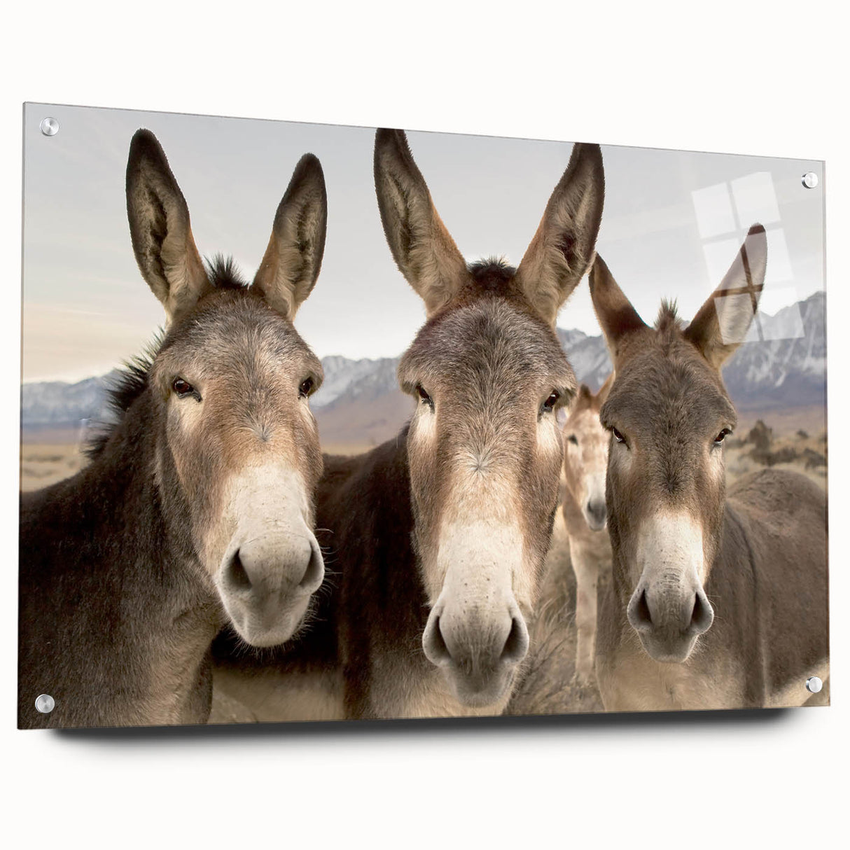 Side view of a donkey wall art piece displayed in a stylish acrylic glass frame, showcasing intricate design details and vibrant colors, perfect for animal lovers and home decor enthusiasts.