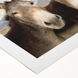 Donkey wall art design on rolled canvas, showcasing vibrant colors and intricate details, perfect for animal lovers and home decor enthusiasts, delivered in a protective tube.