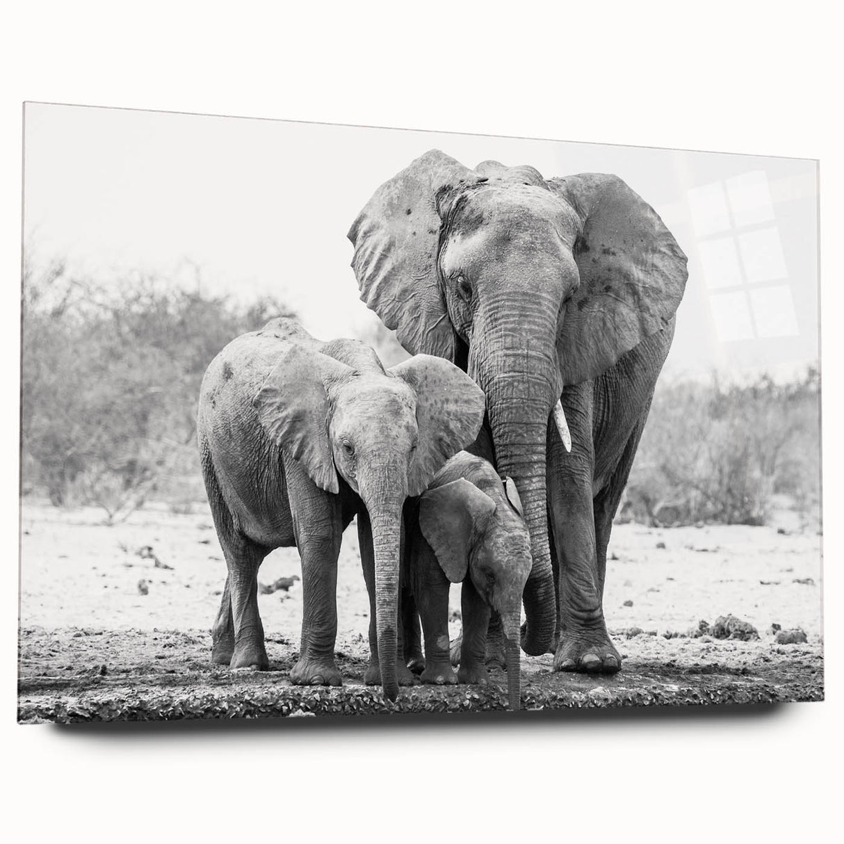 Side view of an acrylic glass wall art piece featuring a striking elephant design from the 'Animals a Wild Life' collection, showcasing vibrant colors and intricate details, perfect for nature enthusiasts and modern decor.