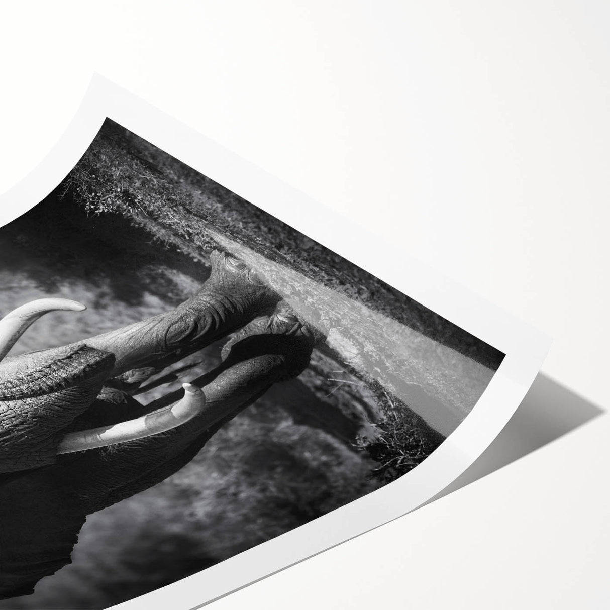 Rolled print of an elephant design showcasing vibrant colors and intricate details, ideal for wildlife enthusiasts, presented in a protective cardboard tube.
