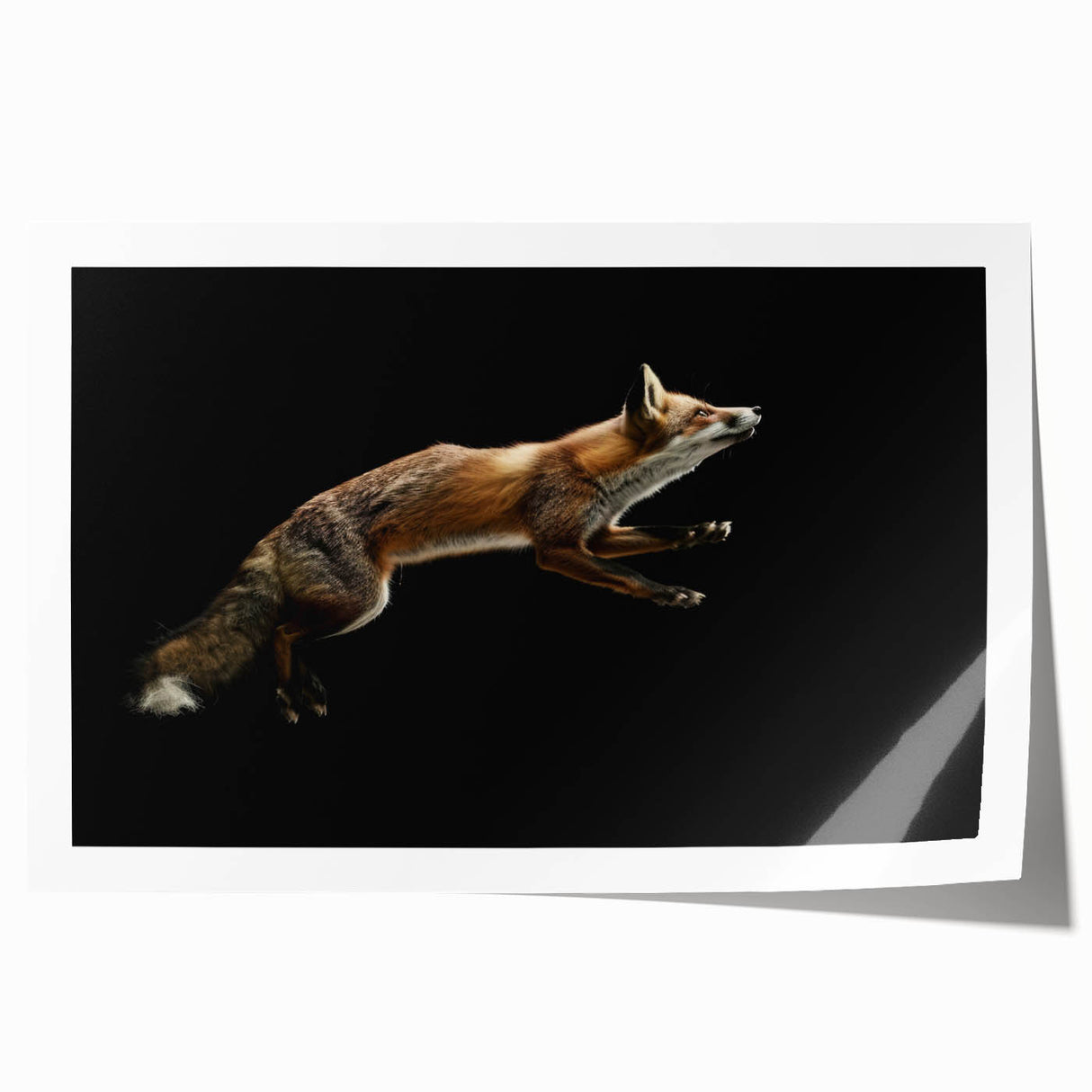 Vibrant fox-themed wall art print showcasing a stylized animal design, rolled and ready for framing, perfect for nature lovers and home decor enthusiasts.