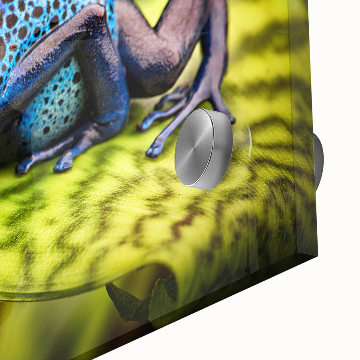 Close-up of vibrant green frog design wall art on acrylic glass, showcasing intricate details and textures, perfect for wildlife enthusiasts and home decor.