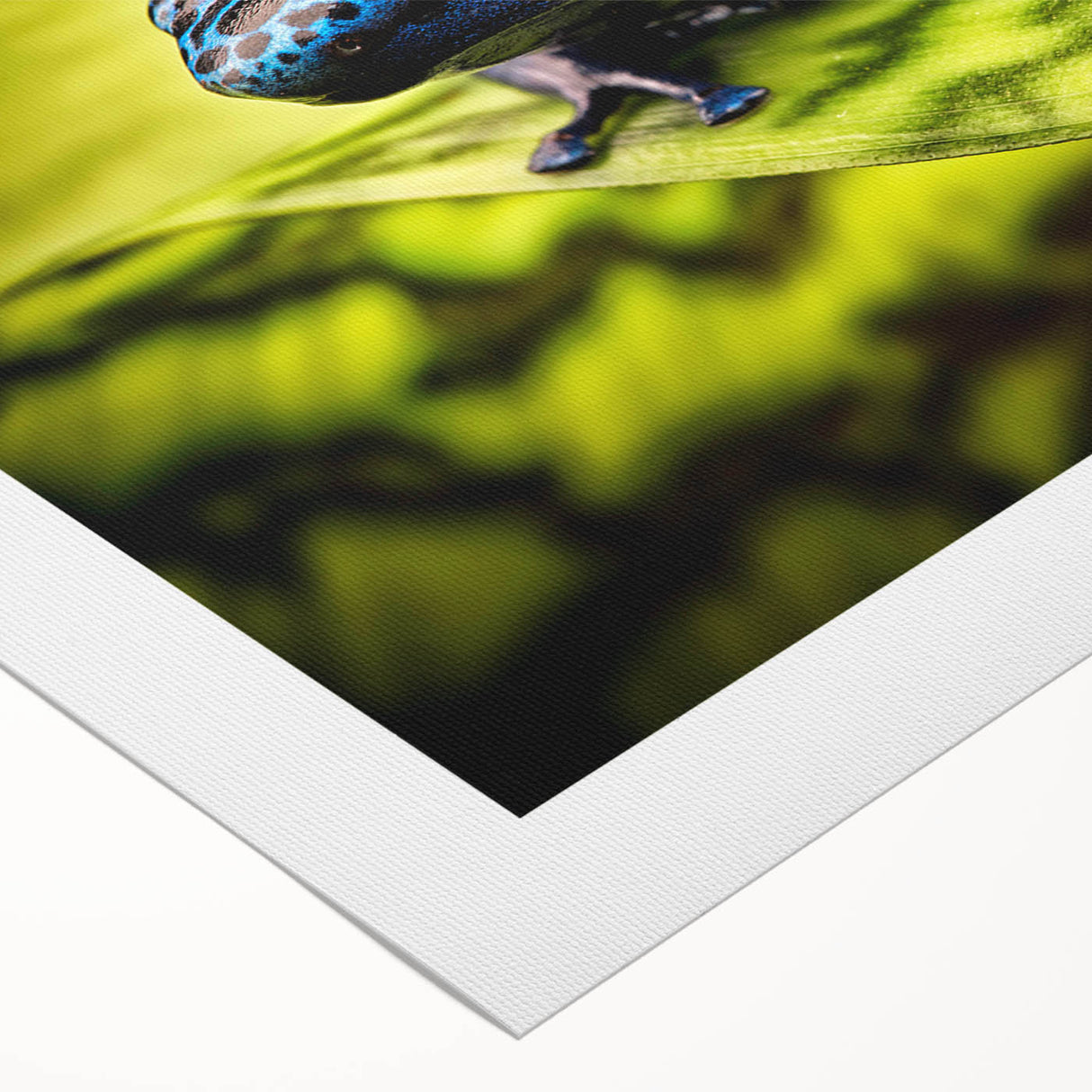 Vibrant rolled canvas showcasing a whimsical frog design in a wild life theme, ideal for nature lovers and home decor enthusiasts, featuring rich colors and intricate details.