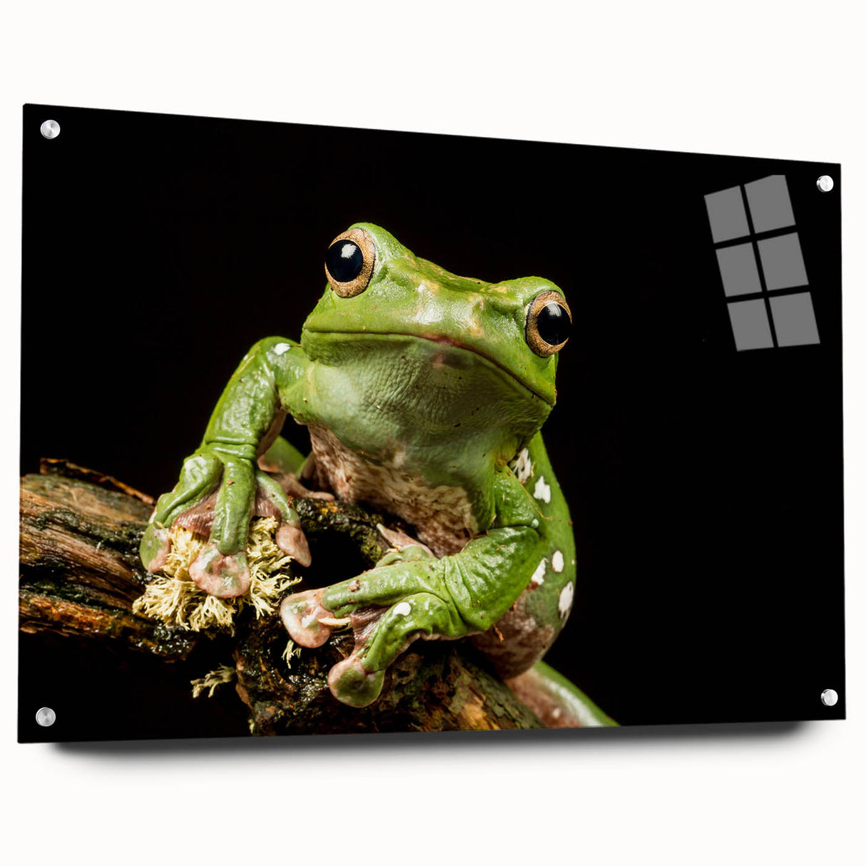 Colorful acrylic glass wall art featuring a whimsical frog design, showcasing vibrant greens and blues, elegantly displayed with pins for easy mounting in a playful, nature-themed decor setting.