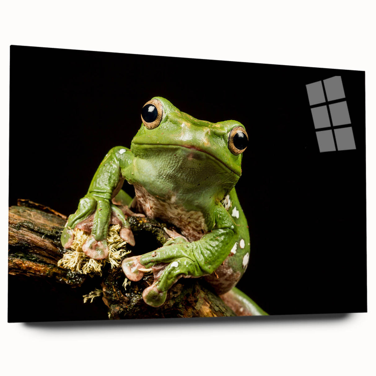 Acrylic wall art collection showcasing a vibrant frog design in a side view presentation, set against a clean background, ideal for nature-inspired decor and wildlife enthusiasts.