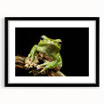 Framed wall art showcasing a vibrant frog design in a black frame with a white mat. Ideal for nature enthusiasts, this striking piece adds a pop of color to any room.