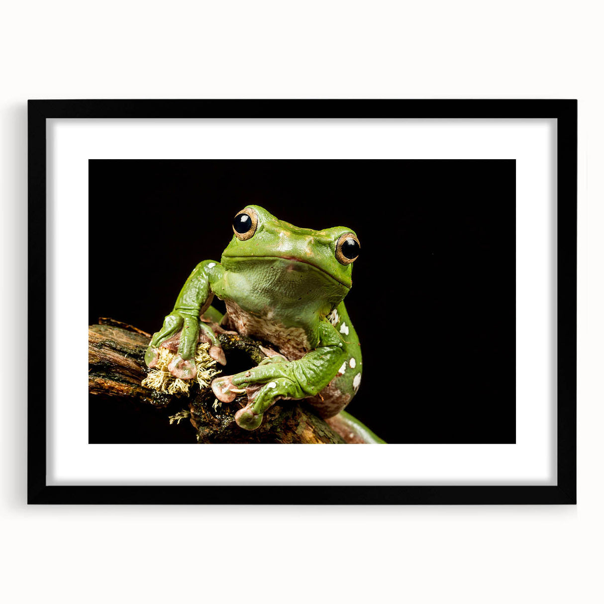 Framed wall art showcasing a vibrant frog design in a black frame with a white mat. Ideal for nature enthusiasts, this striking piece adds a pop of color to any room.