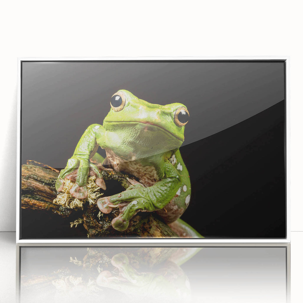 Framed acrylic wall art featuring a vibrant frog design in a white frame, showcasing colorful details and a modern aesthetic, perfect for wildlife enthusiasts.