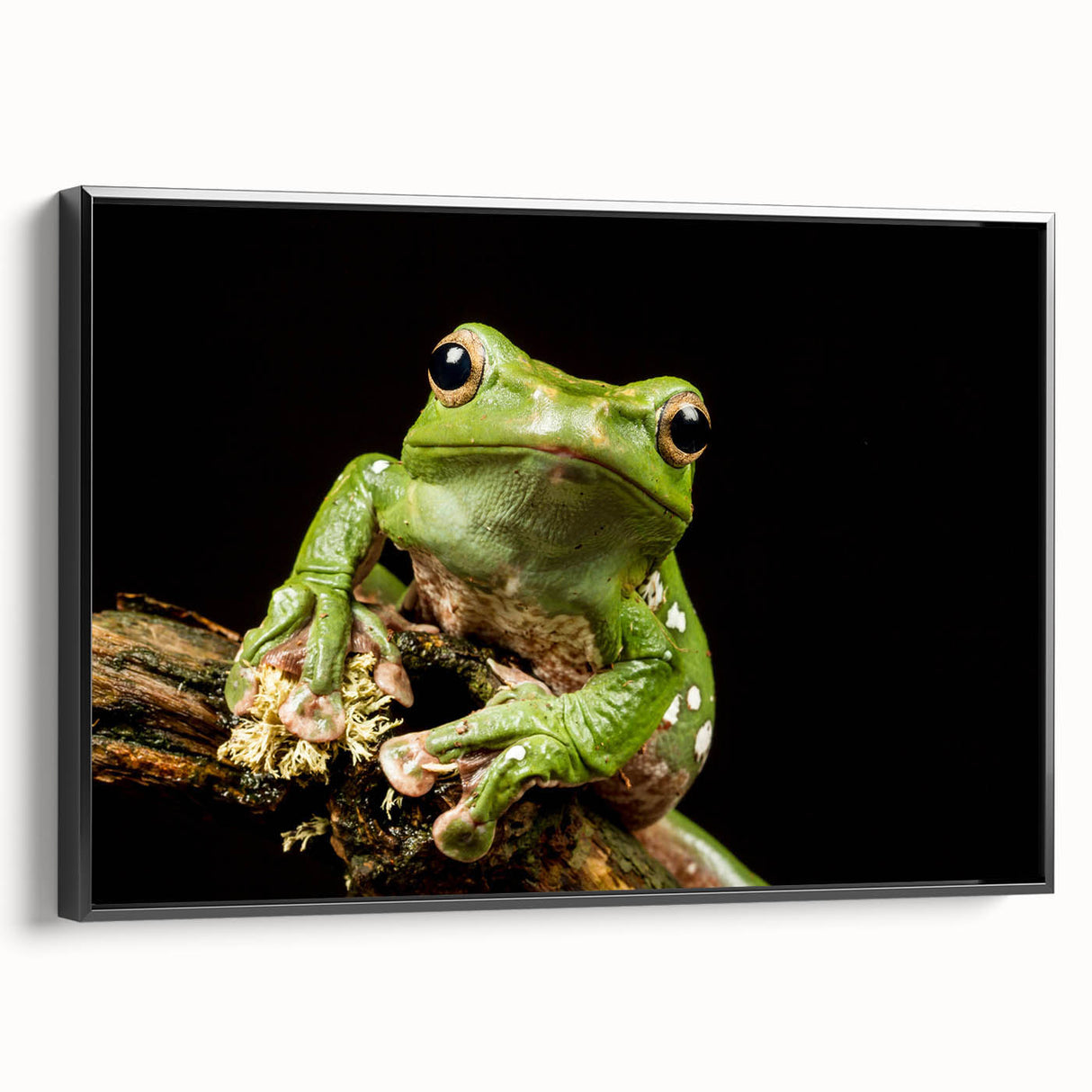 Framed wall art showcasing a vibrant frog design from the "Animals A Wild Life" collection, featuring a black frame and side view display, perfect for nature lovers.
