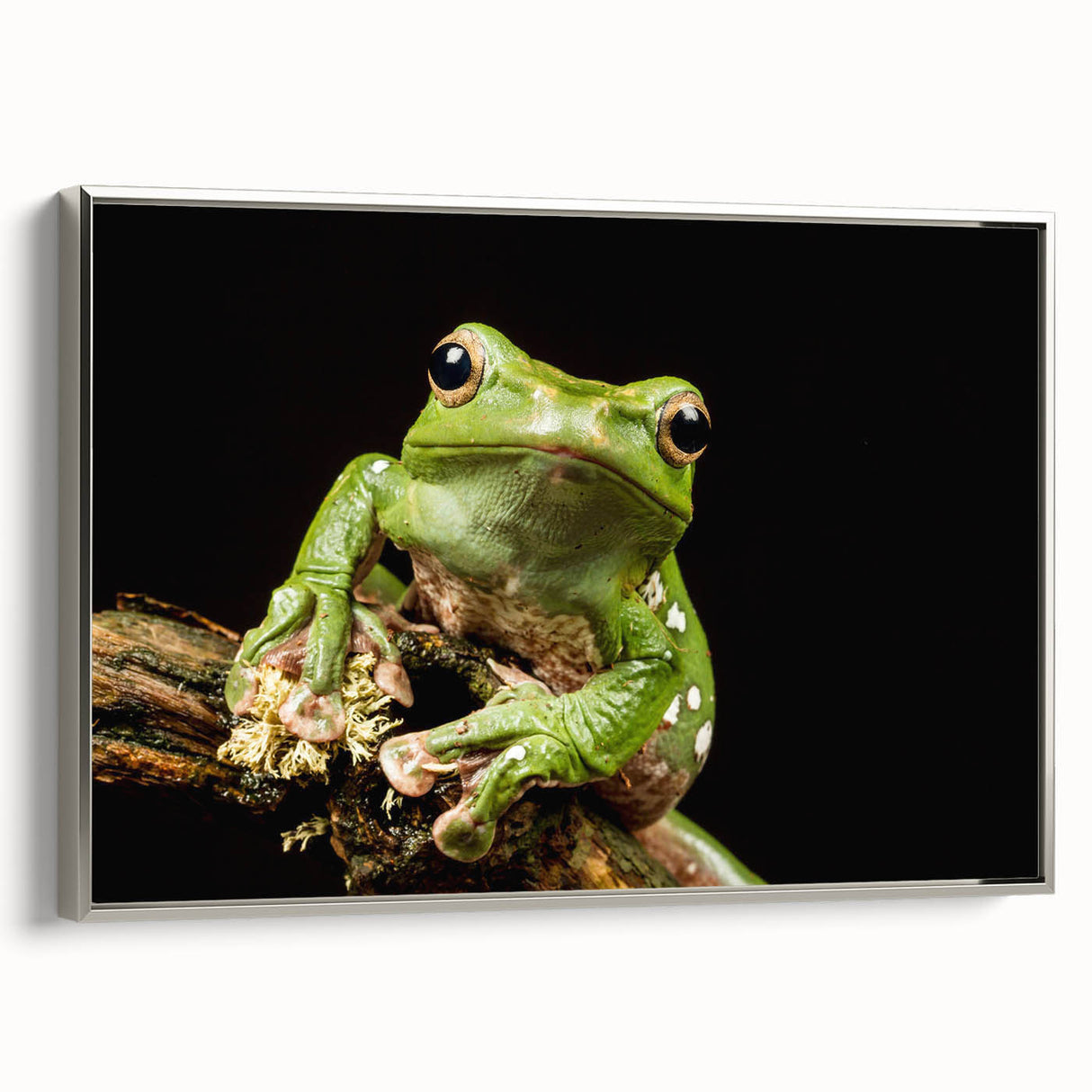 Framed wall art featuring a vibrant frog design in a silver frame, showcasing intricate details and bright colors, perfect for animal lovers and home decor enthusiasts.