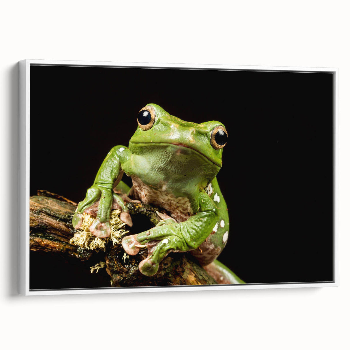 Framed canvas wall art featuring a vibrant frog design against a white background, showcasing intricate details and colors, ideal for animal lovers' decor.