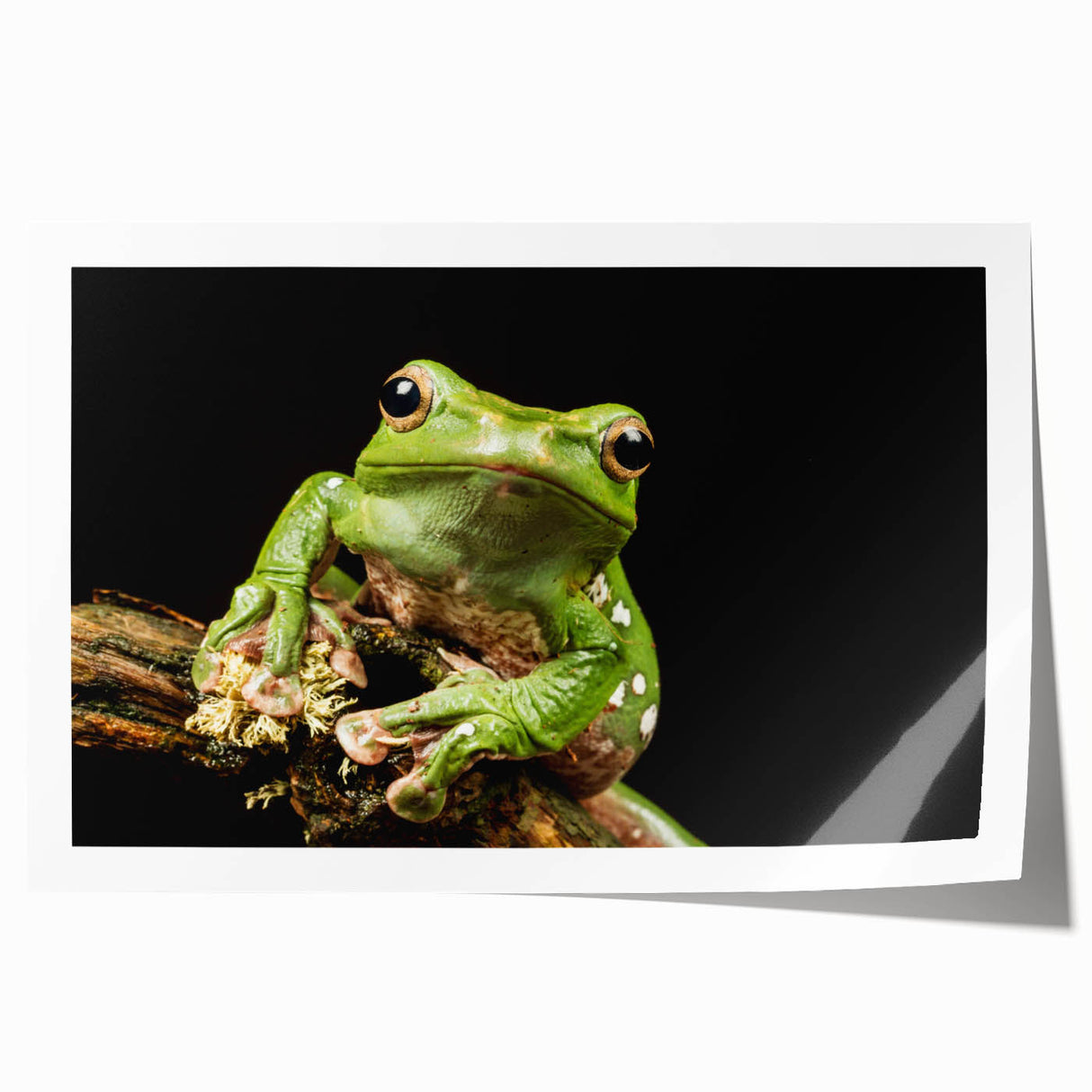 Vibrant frog wall art print showcasing a detailed illustration of a colorful tree frog against a lush green background, perfect for wildlife enthusiasts and home decor.