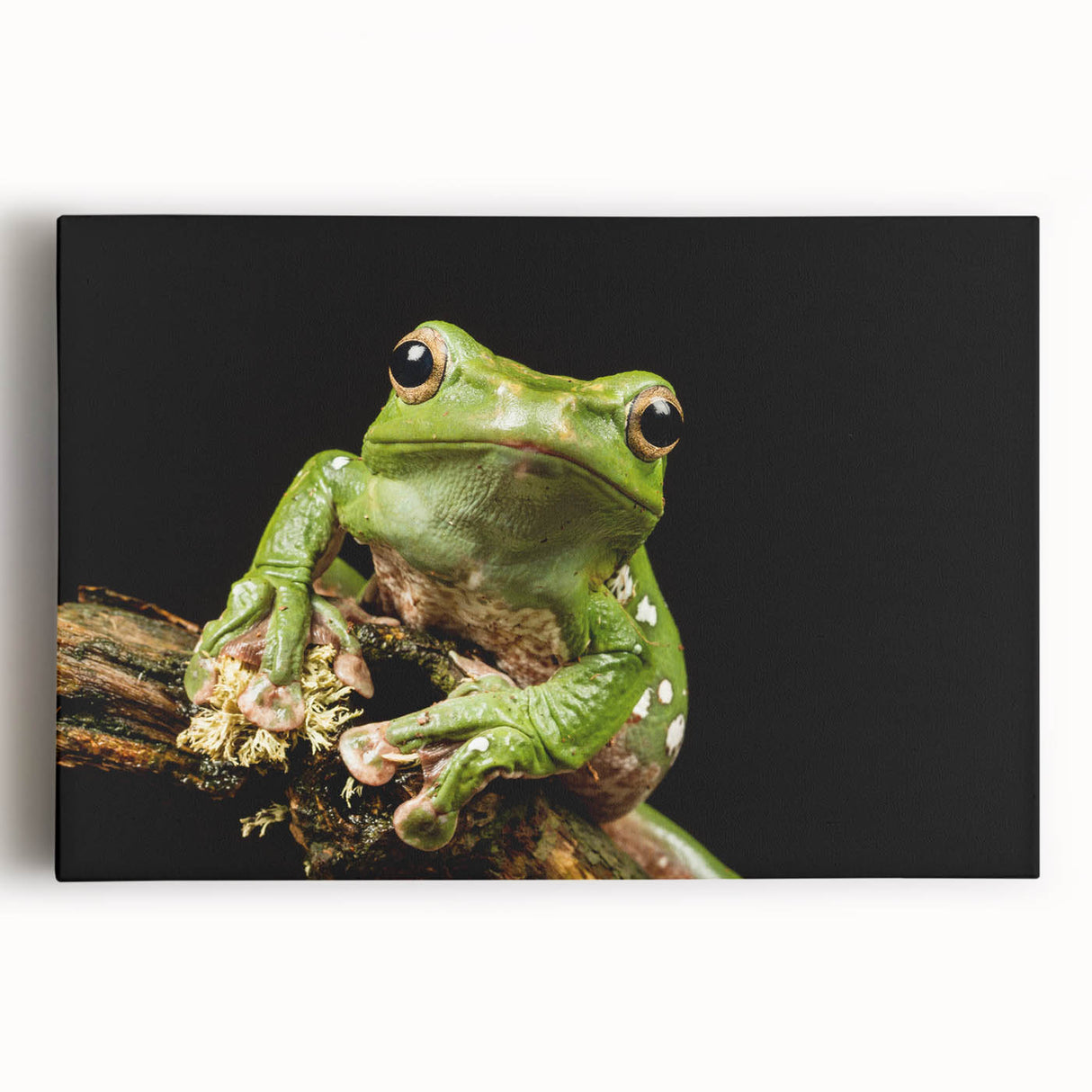 Colorful frog design on stretched canvas wall art, showcasing vibrant greens and yellows, ideal for animal lovers and home decor enthusiasts.