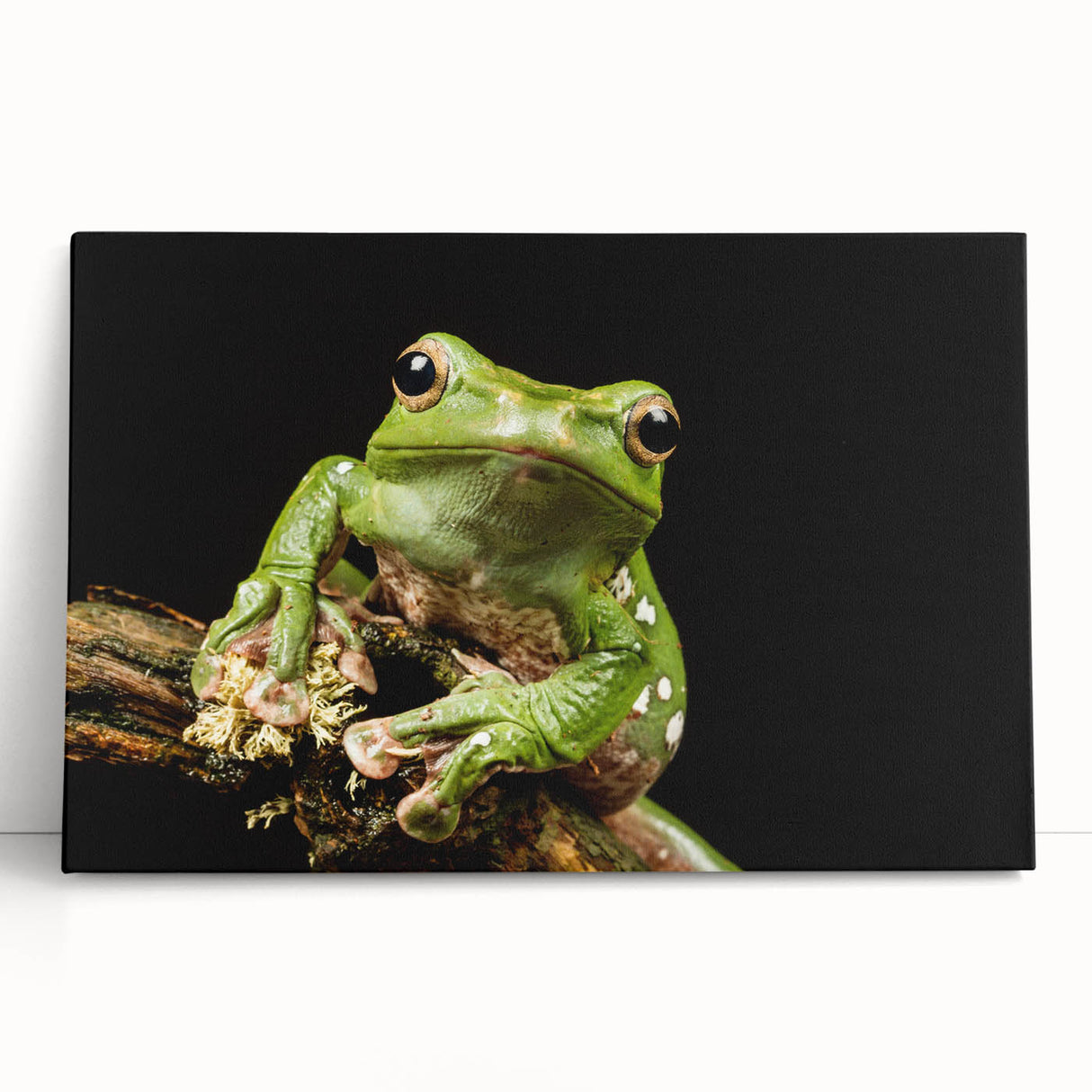Vibrant stretched canvas wall art showcasing a colorful frog design, perfect for animal lovers and nature-themed decor, enhancing any room’s aesthetic.