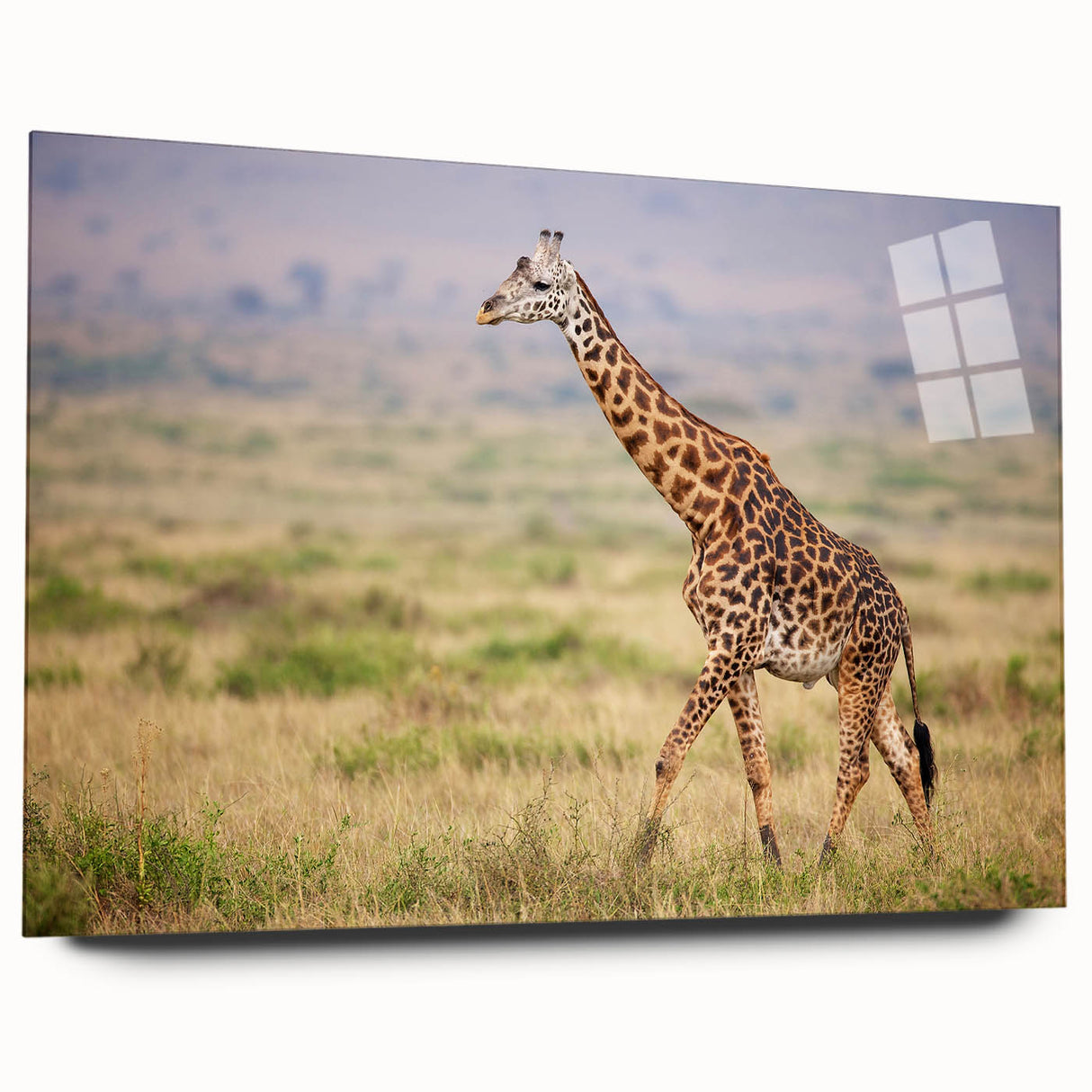 Giraffe wall art design in acrylic glass, showcasing a vibrant side view of the animal in a natural setting, perfect for wildlife enthusiasts and home decor.