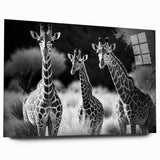 Giraffe wall art design showcased on acrylic glass, featuring a vibrant side view of a giraffe in a natural habitat, ideal for wildlife enthusiasts and home decor.