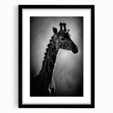 Giraffe-themed wall art design featuring a striking black frame and mat, showcasing vibrant colors and intricate details, perfect for animal lovers and home decor enthusiasts.