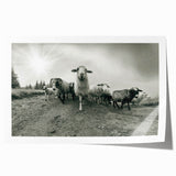 Goat-themed wall art print showcasing a detailed, colorful illustration of a goat in a natural setting, designed for animal lovers and modern decor enthusiasts. Ideal for home or office decoration, this rolled print adds a touch of wildlife charm to any space.