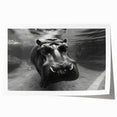 Hippopotamus wall art print showcasing vibrant colors and intricate details, designed for wildlife enthusiasts and home decor, rolled and ready for framing.