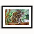 Koala wall art print framed in black with a white mat, showcasing a serene depiction of the iconic Australian animal in a natural setting, ideal for wildlife enthusiasts.