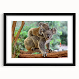 Koala wall art print framed in black with a white mat, showcasing a serene depiction of the iconic Australian animal in a natural setting, ideal for wildlife enthusiasts.