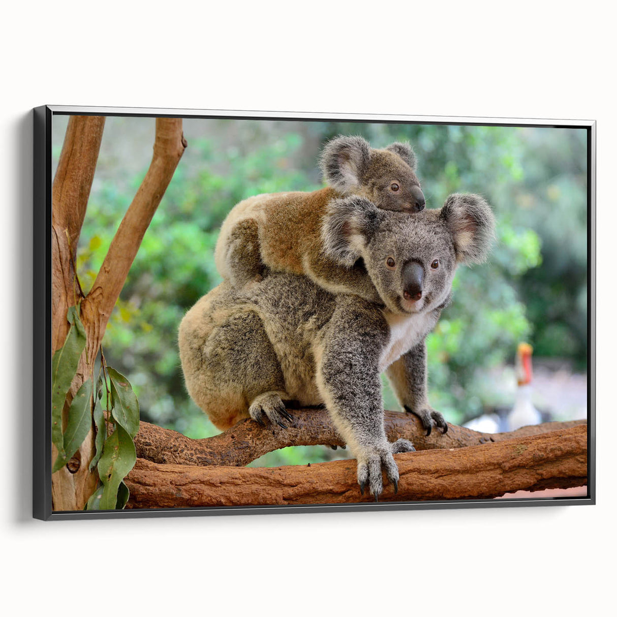 Framed wall art featuring a side view of a koala design on canvas, showcasing intricate details and vibrant colors, perfect for wildlife enthusiasts and home decor.