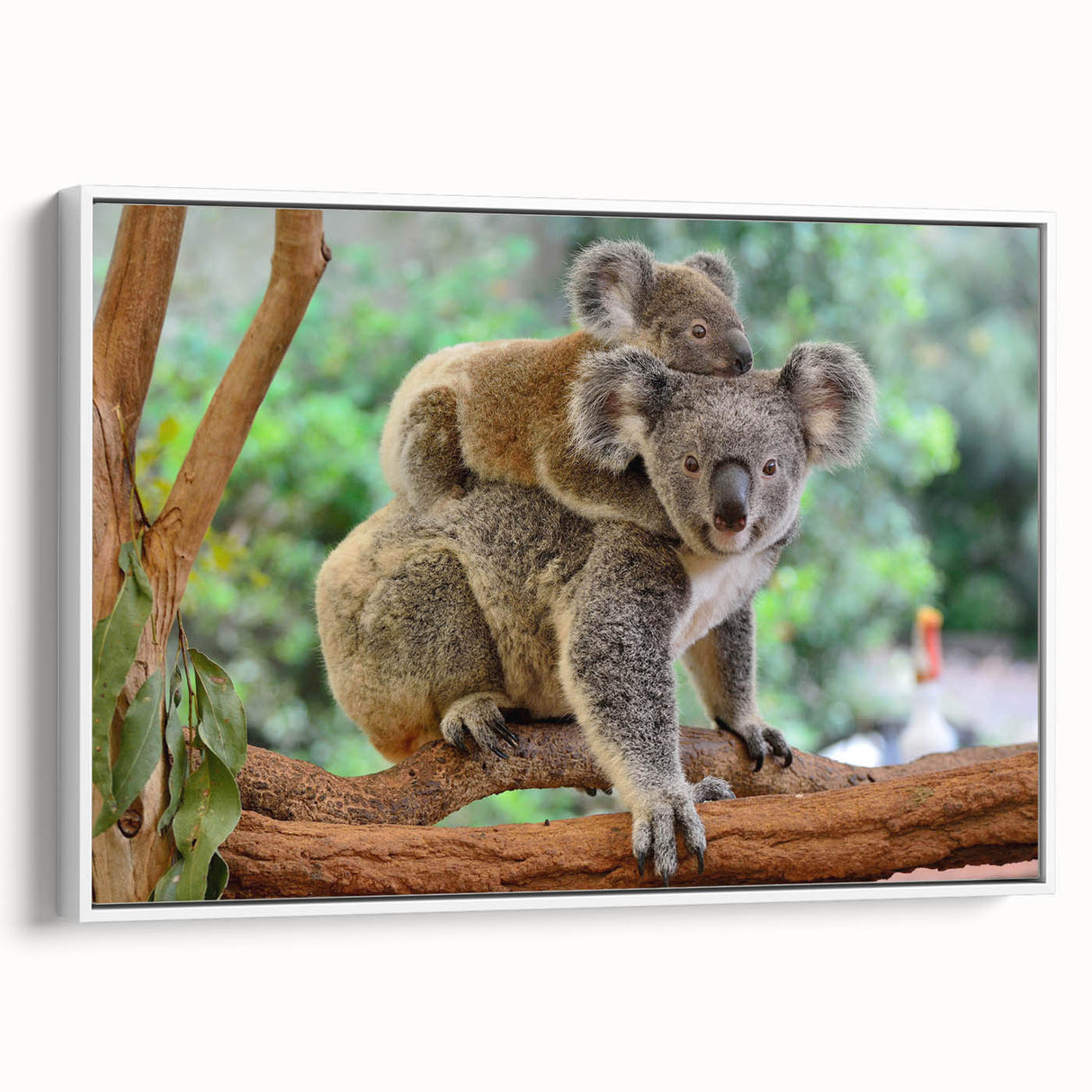 Framed canvas wall art showcasing a koala design, featuring vibrant colors and intricate details, perfect for animal lovers and modern decor enthusiasts.