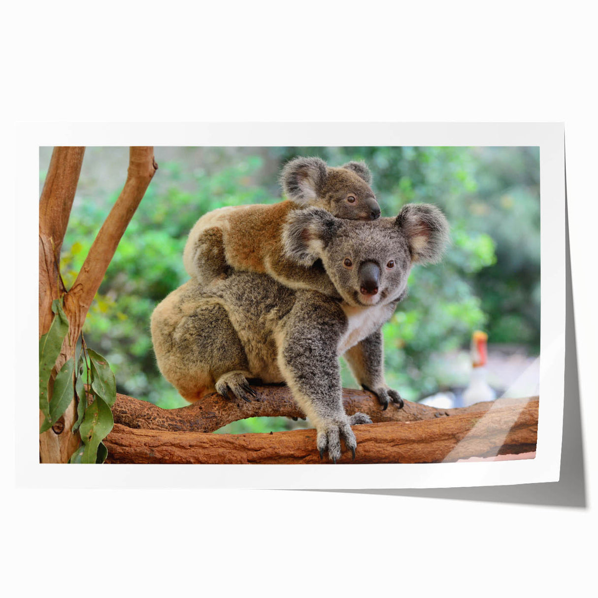 Koala wall art design featuring a vibrant illustration of a koala in a eucalyptus tree, printed on high-quality rolled canvas, perfect for wildlife enthusiasts and home decor.
