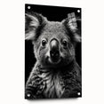 Acrylic glass wall art display featuring a side view of a koala design from the "Animals: A Wild Life" collection, mounted with pins, showcasing vibrant colors and intricate details.