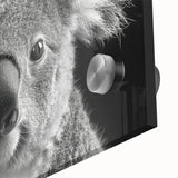 Close-up view of a vibrant koala wall art design, showcasing detailed acrylic glass print with a soft-focus background, perfect for wildlife enthusiasts and modern decor.