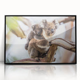 Framed acrylic wall art showcasing a detailed koala design against a black backdrop, perfect for wildlife enthusiasts and modern decor. Ideal for home or office.