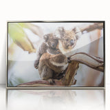 Framed acrylic wall art featuring a koala design, showcasing a vibrant and detailed depiction of the animal against a sleek silver frame, perfect for nature enthusiasts.