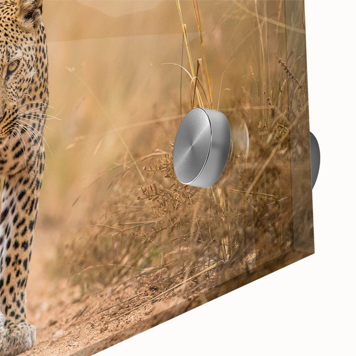 Close-up of a stunning leopard wall art design on acrylic glass, showcasing intricate details and vibrant colors, perfect for wildlife enthusiasts and modern decor.
