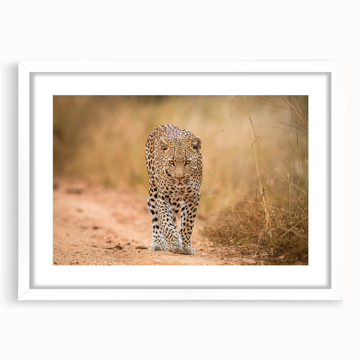 Elegant wall art featuring a striking leopard design, framed in white with a mat, perfect for enhancing modern decor and celebrating wildlife elegance.