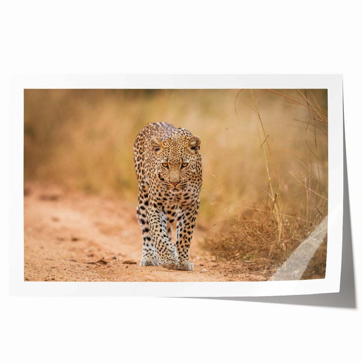 Leopard wall art design showcasing a striking portrait of a wild leopard set against a vibrant natural background, perfect for home decor enthusiasts. This rolled print adds a touch of elegance and wildlife charm to any space, ideal for animal lovers and interior design.