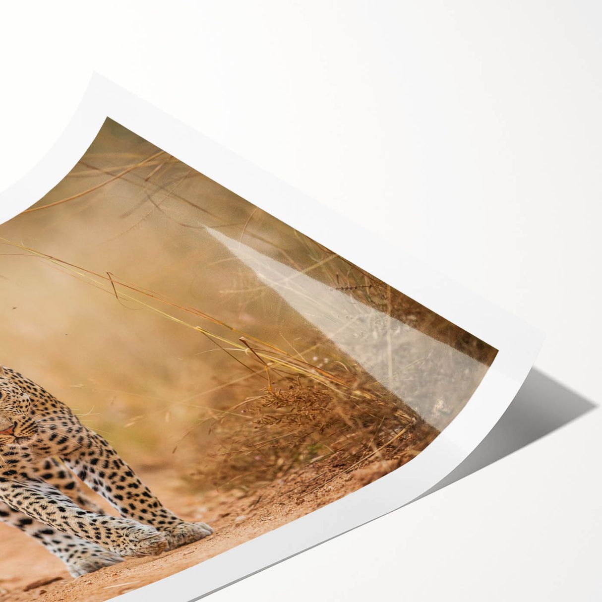 Stylish rolled wall art print featuring a striking leopard design in vibrant colors, perfect for wildlife enthusiasts and home decor. Packaged securely for easy display.