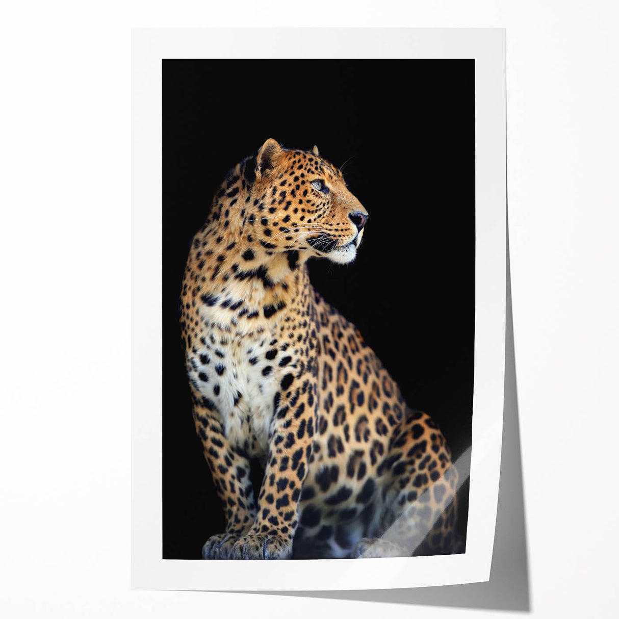 Vibrant rolled print showcasing a stunning leopard design from the Wildlife Collection, perfect for animal lovers and modern home decor enthusiasts.