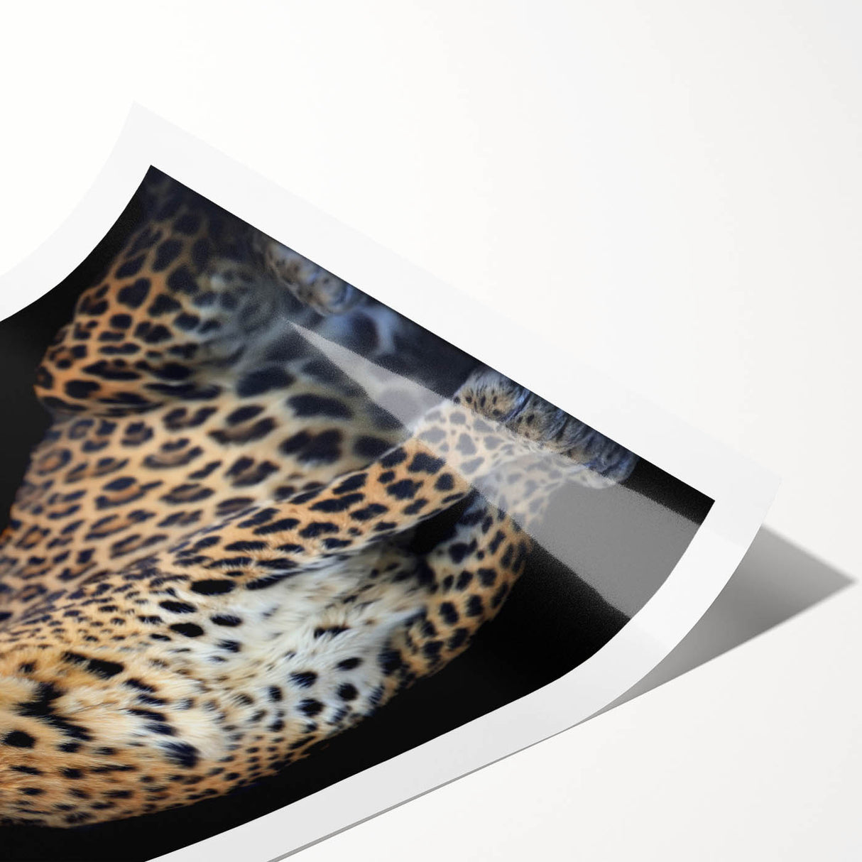 Leopard-themed wall art print showcasing a vibrant illustration of a leopard in its natural habitat, rolled and ready for display in home decor. Perfect for wildlife enthusiasts and art collectors.