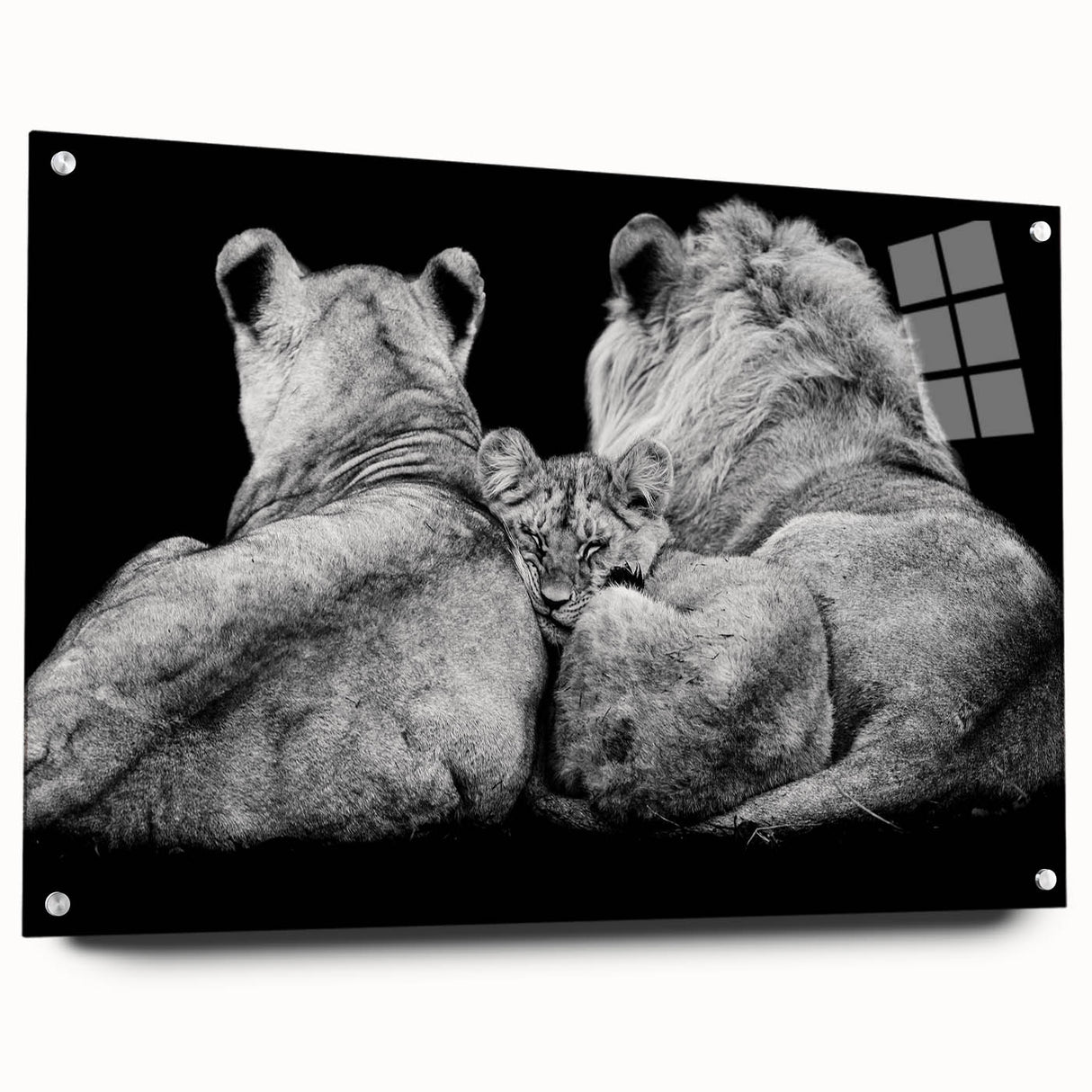 Acrylic wall art showcasing a side view of a majestic lion design, featuring vivid colors and intricate details, perfect for wildlife enthusiasts and home decor.
