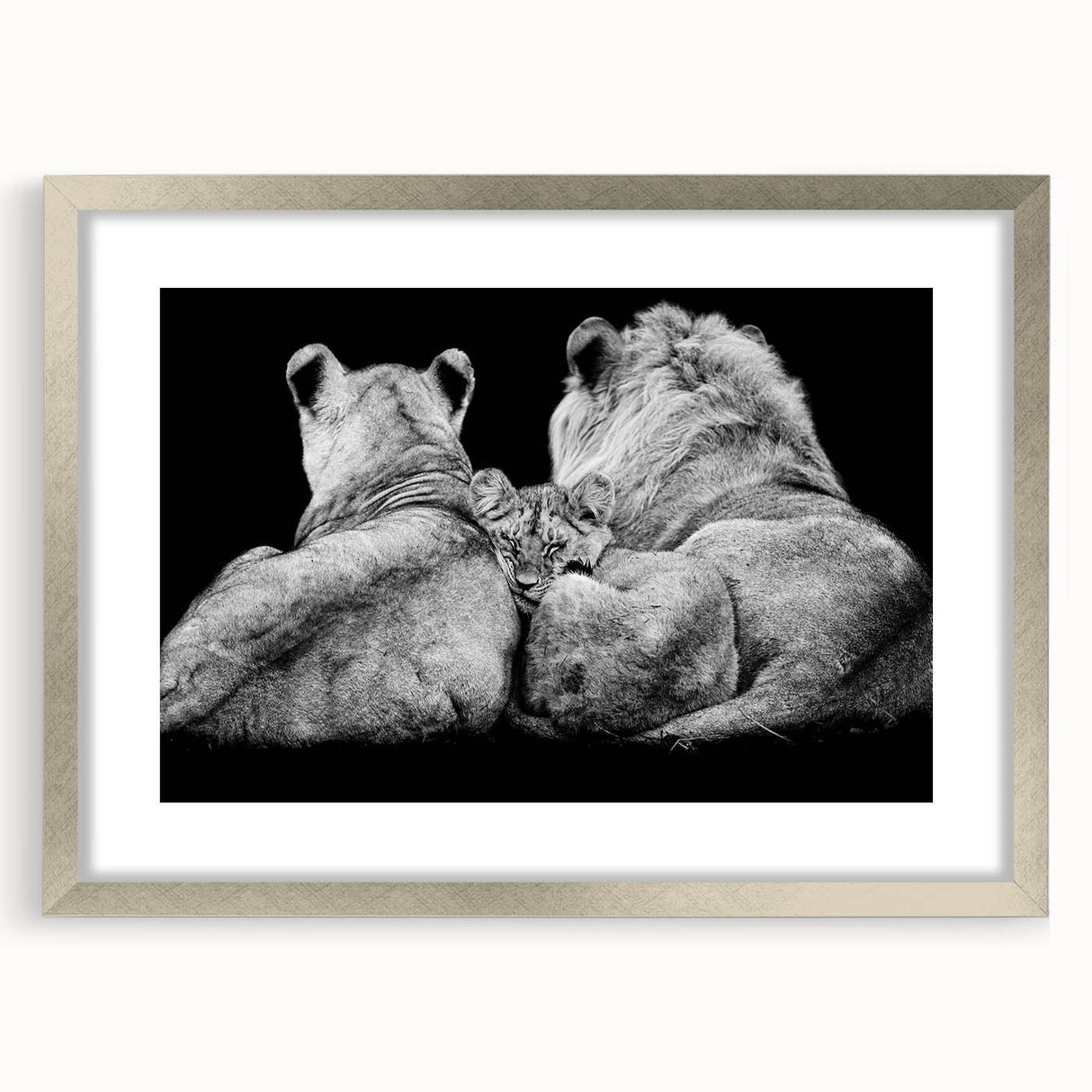 Framed wall art featuring a majestic lion design in a silver mat, perfect for wildlife enthusiasts. This elegant piece adds a touch of nature to any decor.
