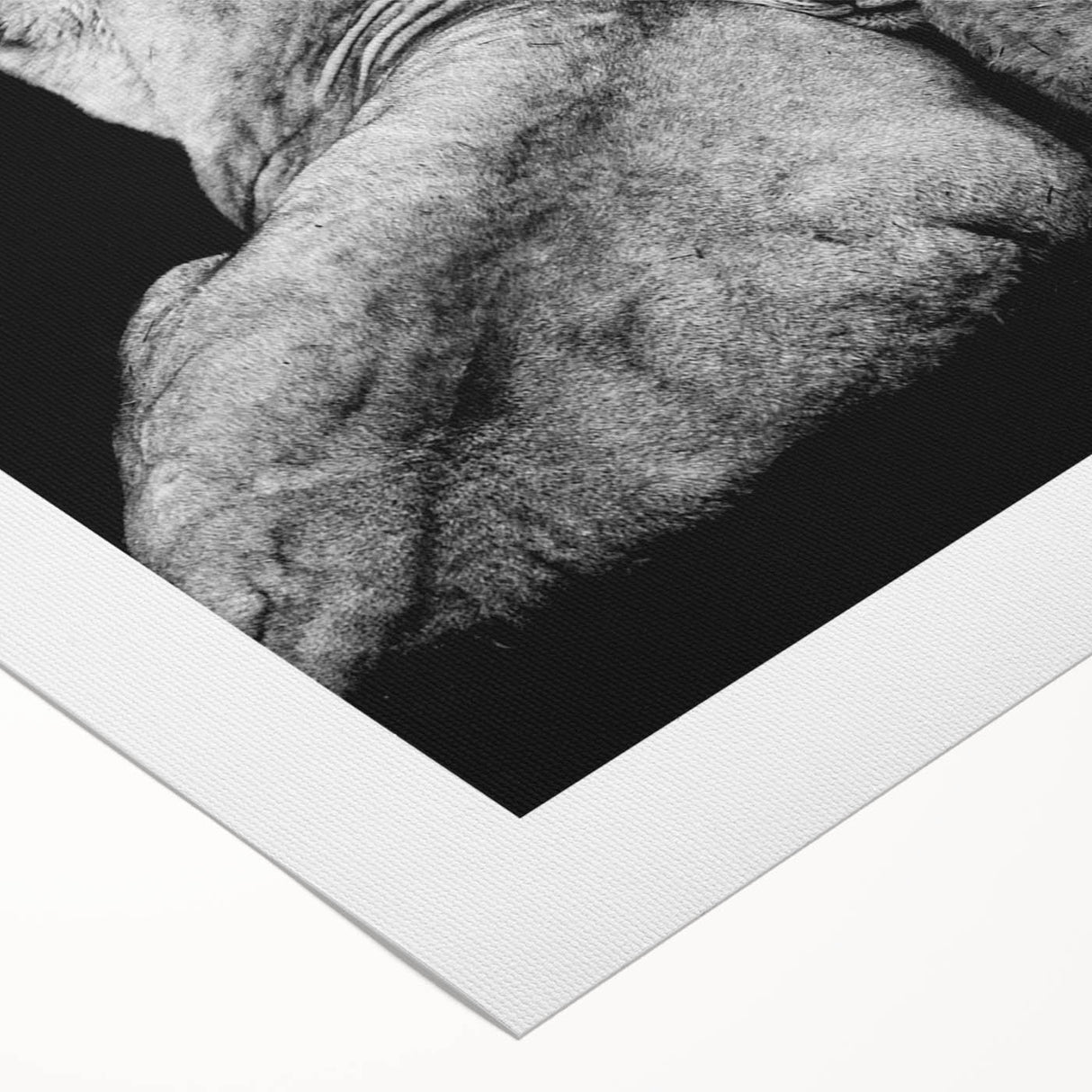 Vibrant rolled canvas featuring a majestic lion design, part of a wildlife wall art collection, showcasing rich colors and detailed textures, perfect for home decor.