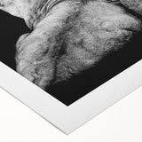 Vibrant rolled canvas featuring a majestic lion design, part of a wildlife wall art collection, showcasing rich colors and detailed textures, perfect for home decor.