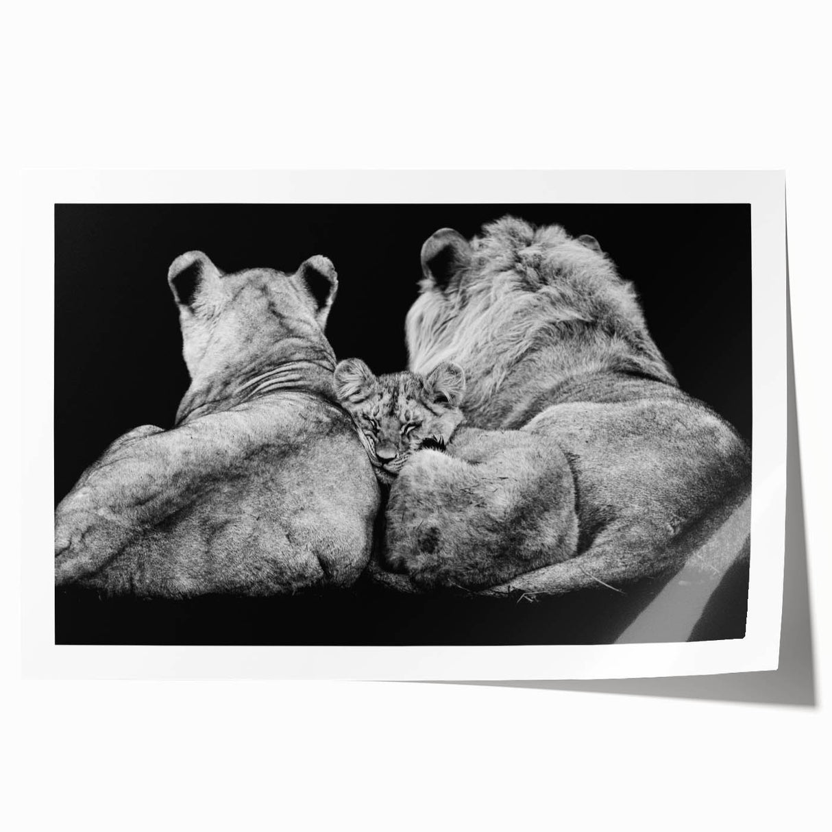 Vibrant lion wall art print showcasing intricate details and bold colors, designed for wildlife enthusiasts, perfect for home decor or gallery displays.