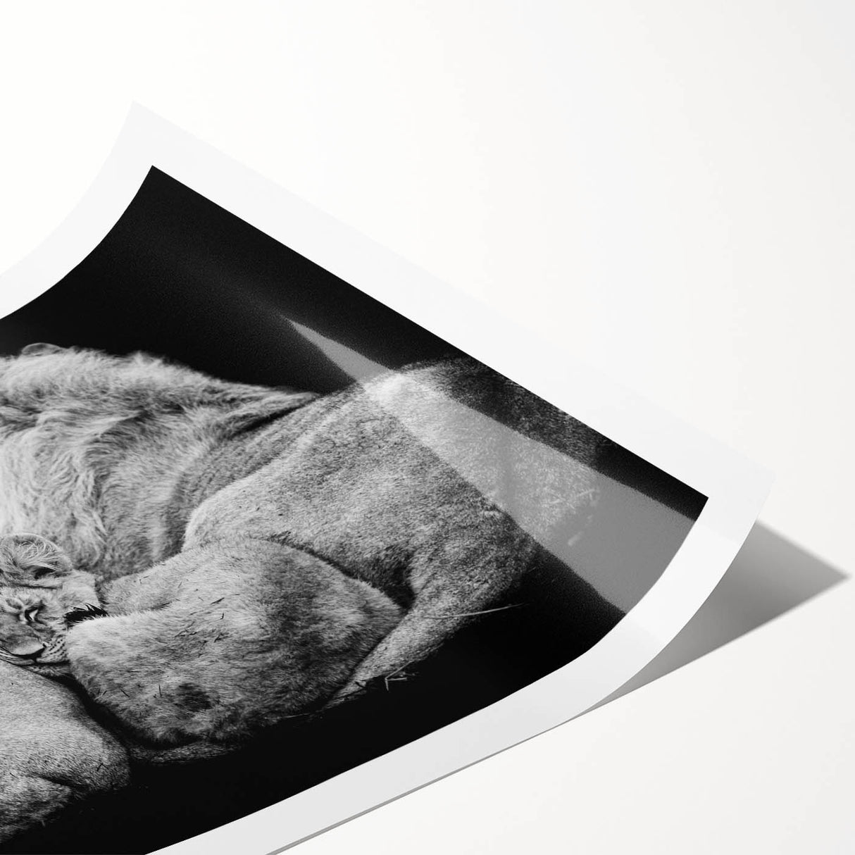 Vibrant rolled print showcasing a majestic lion design from the "Animals - A Wild Life" collection, perfect for adding a bold statement to any room's decor.