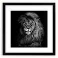 Framed wall art collection showcasing a striking lion design, featuring a black mat and modern frame, ideal for enhancing home decor with a wildlife theme.