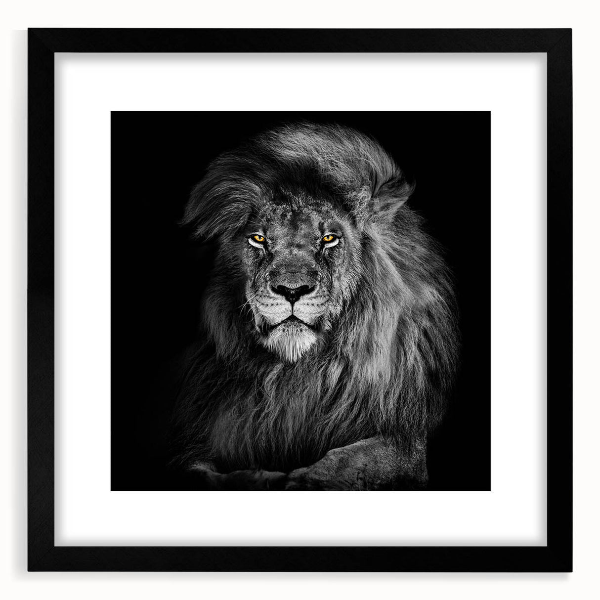 Framed wall art collection showcasing a striking lion design, featuring a black mat and modern frame, ideal for enhancing home decor with a wildlife theme.